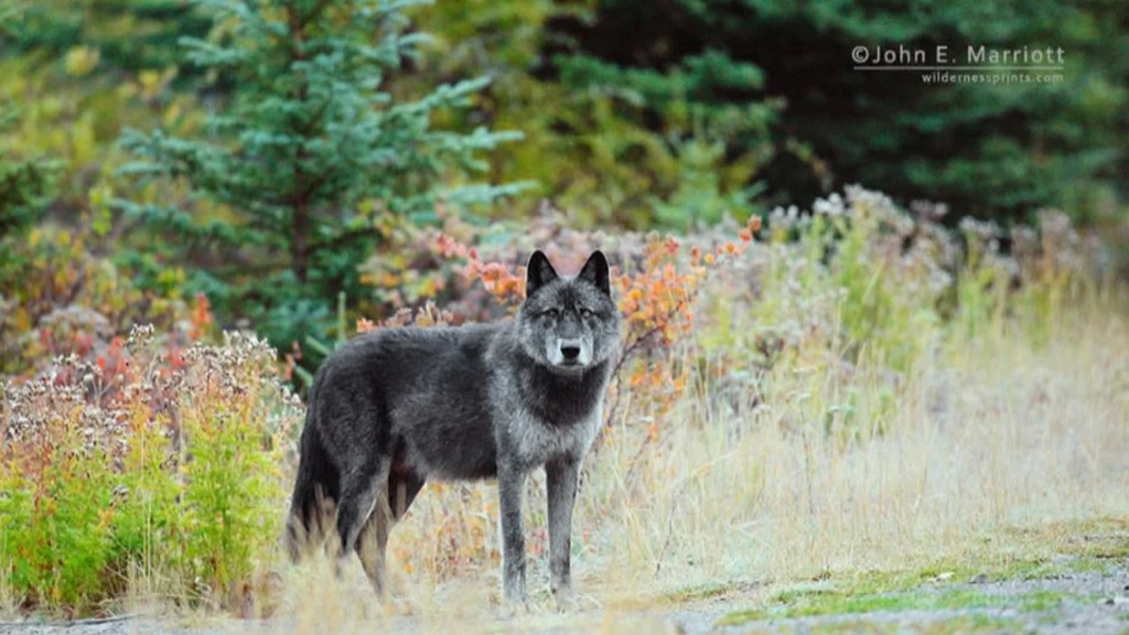 wolf_1
