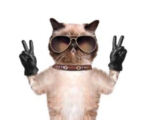 Cool cat advocating investment peace