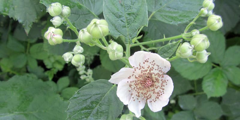 Blackberry blossoms