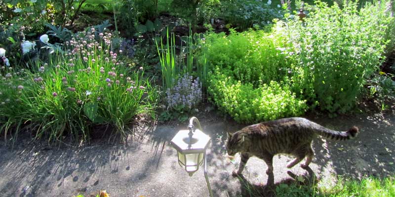 Herb garden
