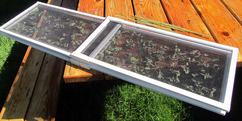 Drying oregano