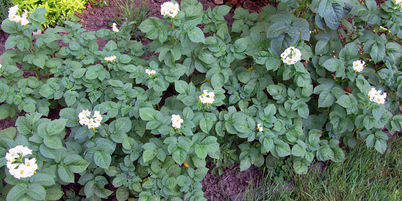 Potato patch