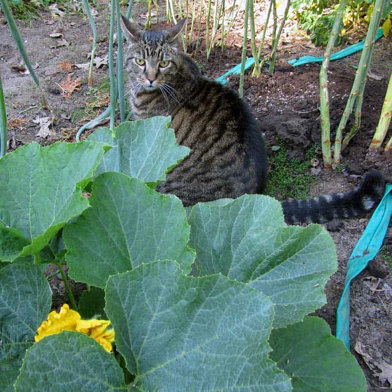 Pumpkin and cat Pumpkin and cat