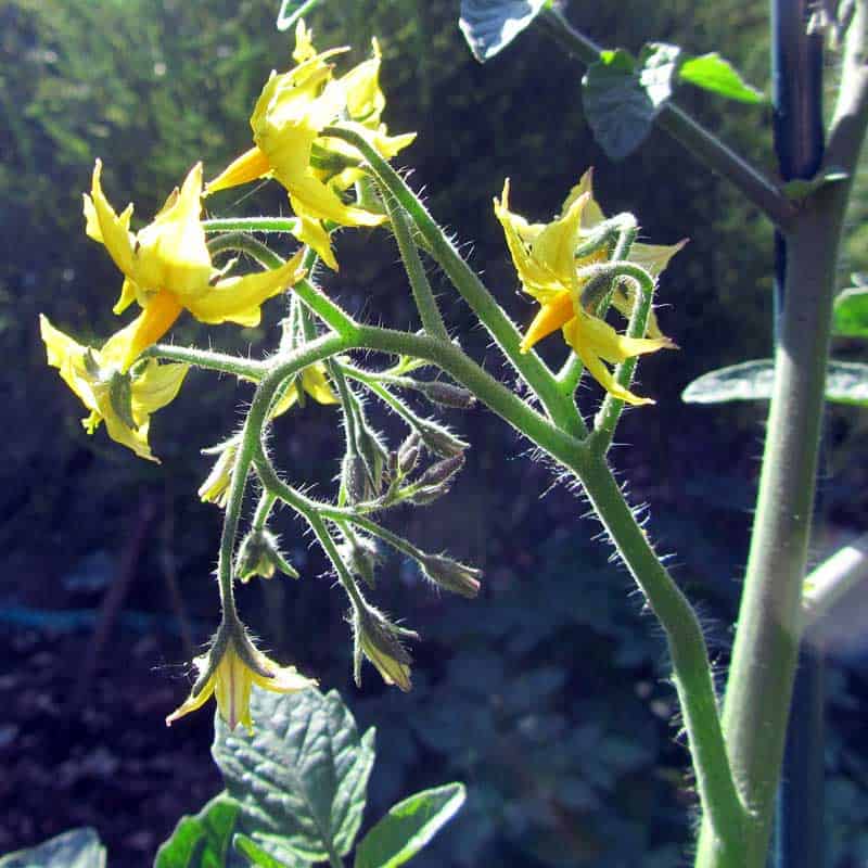 Blackberry blossoms
