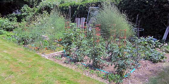 Our garden