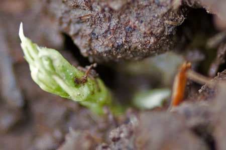 Spring Sprout