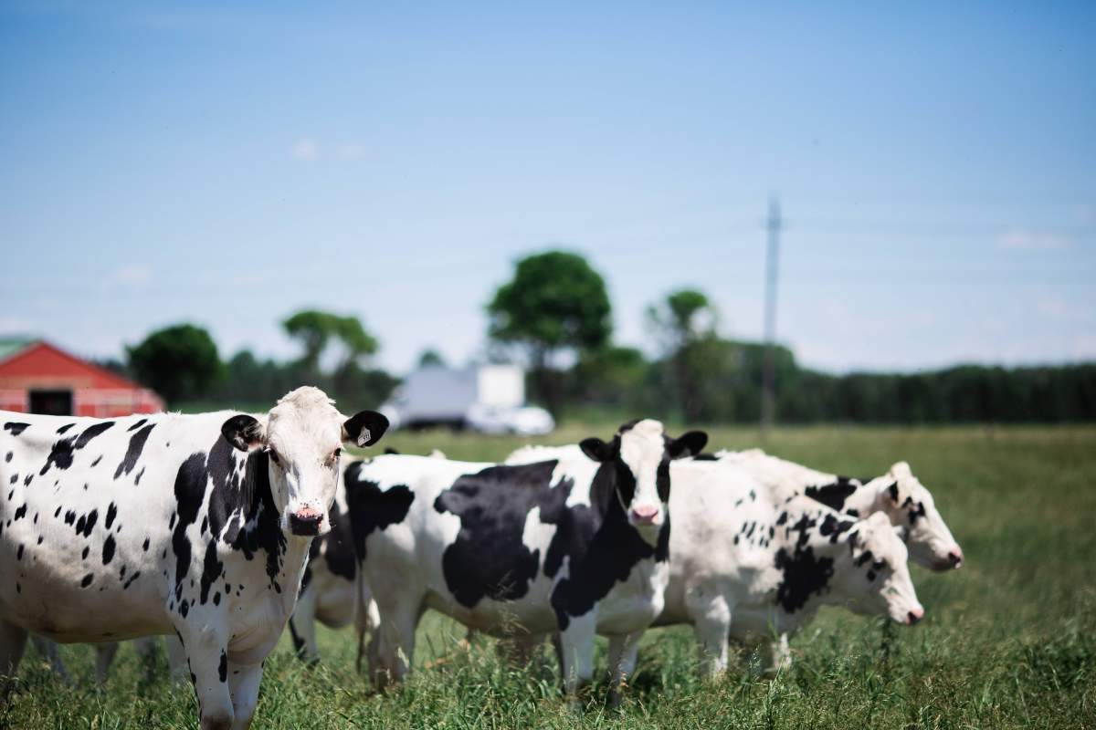 Cows in a field.