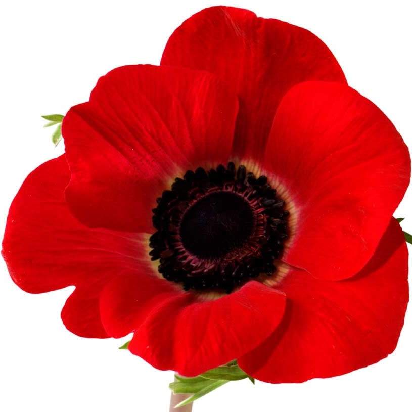 REMEMBRANCE DAY - image