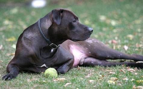 Ontario’s five-year-old pit bull ban is all bark, no bite: critics - image