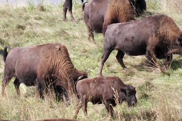 Anthrax hits Saskatchewan bison herd - image