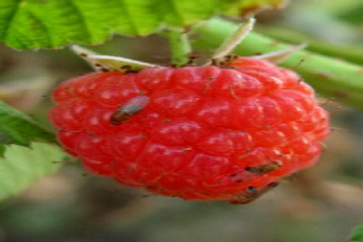New pest threatens valley crops - image