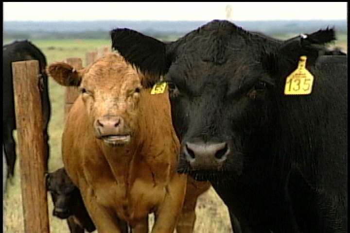 Agriculture researchers in Saskatchewan get millions in funding - image