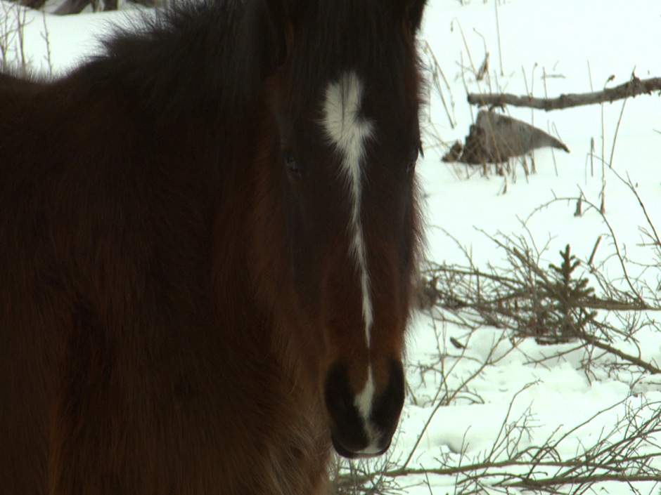 Alberta’s Controversial Wild Horses - image