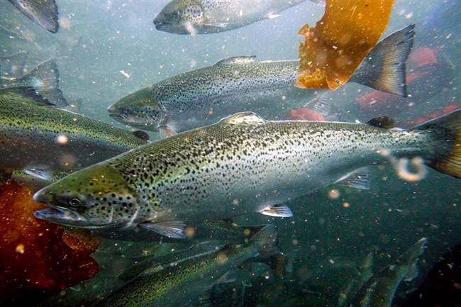 Lesions indicate disease in farmed salmon: study - image