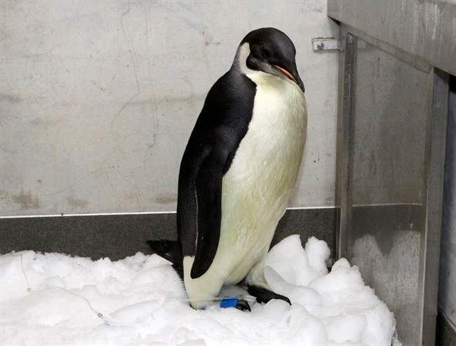 Emperor penguin
