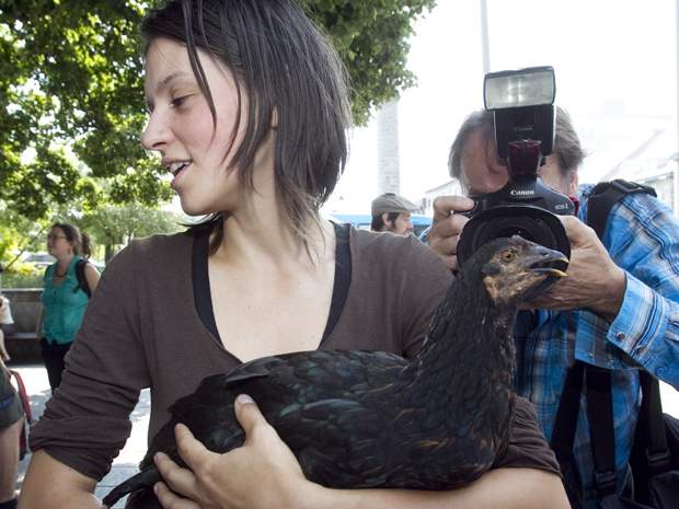 In urban centres, more and more chickens coming home to roost - image