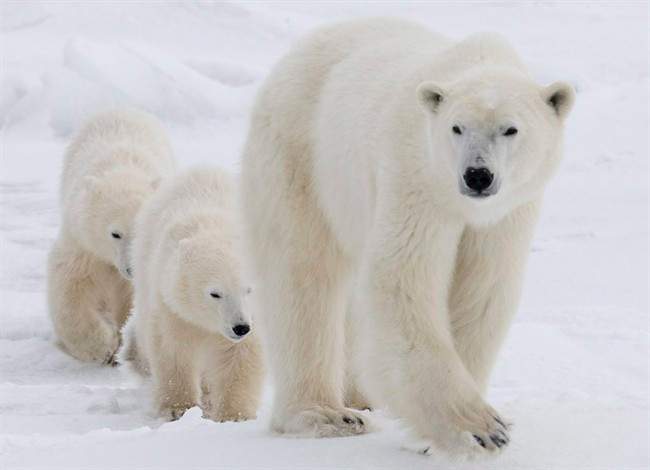 The province is hiring a consultant to review the number of off-road tundra vehicles used to carry tourists around polar bear country.