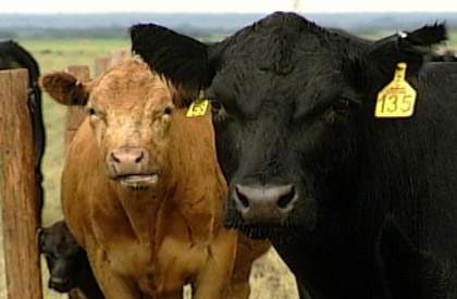 Coalition against country of origin labelling - image