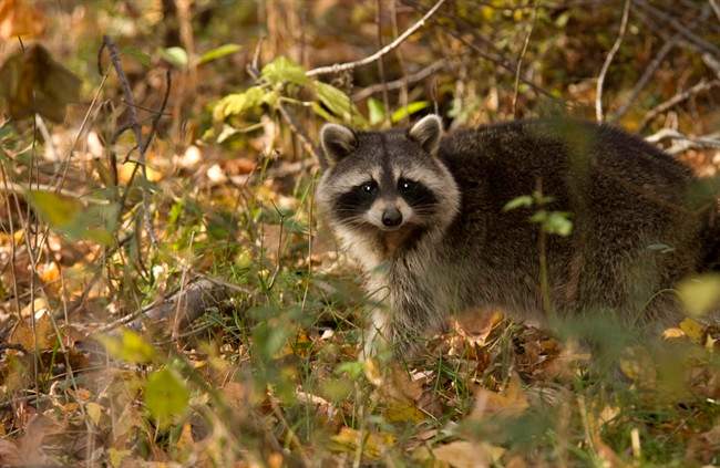 CORRECTS LOCATION TO ANNE ARUNDEL COUNTY. This undated photo courtesy of USDA APHIS/R. Anson Eaglin shows a raccoon in Anne Arundel County, Md. In the United States, most rabies cases before 1960 were in domestic animals, but today more than 90 percent of all animal cases reported annually to the U.S. Centers for Disease Control occur in wildlife, most frequently in raccoons, bats, skunks and foxes. (AP Photo/USDA APHIS, R. Anson Eaglin).