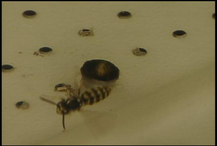It may seem like it, but wasp numbers in Regina not on the rise - image