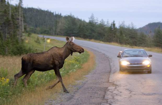 Moose collisions expected to increase over Autumn - image