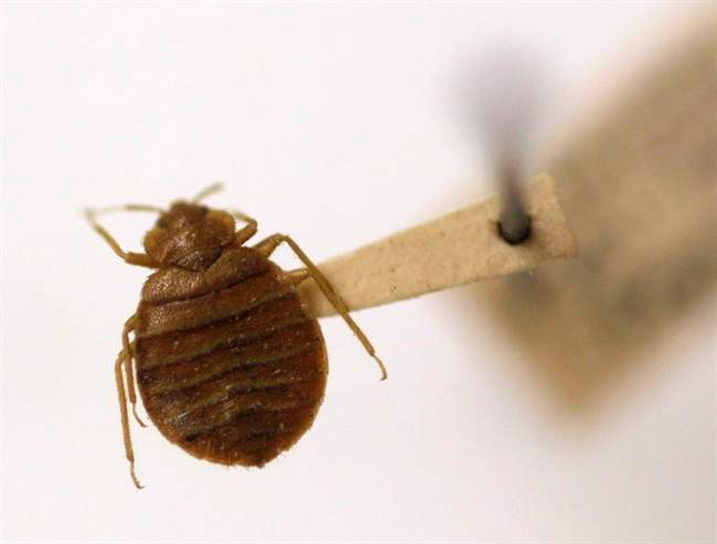 The tiny, apple seed-shaped bugs are usually active at night, feed on human blood and, although irritating, don't pose a major health risk.