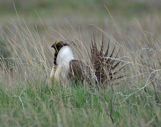 The federal government has revealed how it plans to protect an iconic prairie bird on the brink of vanishing from the grasslands.
