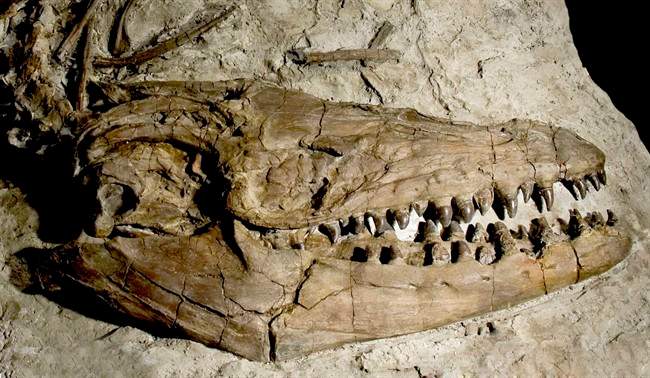 The nearly complete remains of two extinct giant marine predators, found on what was once the bottom of a southern Alberta inland sea, are filling in the evolutionary blanks for researchers at the Royal Tyrrell Museum of Palaeontology.