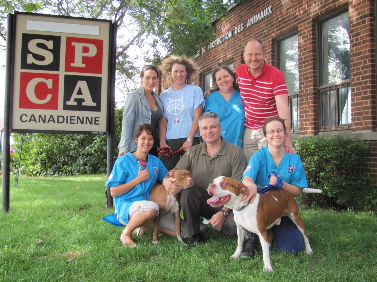 Stolen pitbulls returned to Montreal SPCA - image