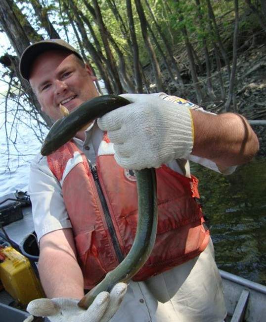 In this undated image provided by the U.S. Fish and Wildlife Service, Andy Plauck, with the U.S. Fish and Wildlife Service, holds an American eel taken from the Osage River in Missouri. The Obama administration is taking steps to extend federal protections to hundreds of animals and plants, including the American eel, across the country, compelled by a pair of recent legal settlements that targeted species mired in bureaucratic limbo even as they inch toward potential extinction. (AP Photo/USFWS).
