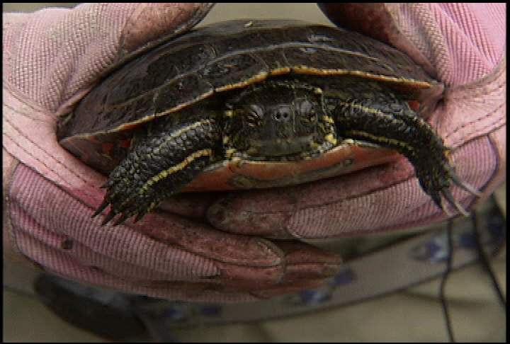 UBC-Okanagan researcher tracking down the Western Painted Turtle - image