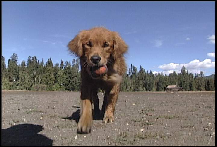 UPDATE: Parvovirus kills Vernon dogs - image