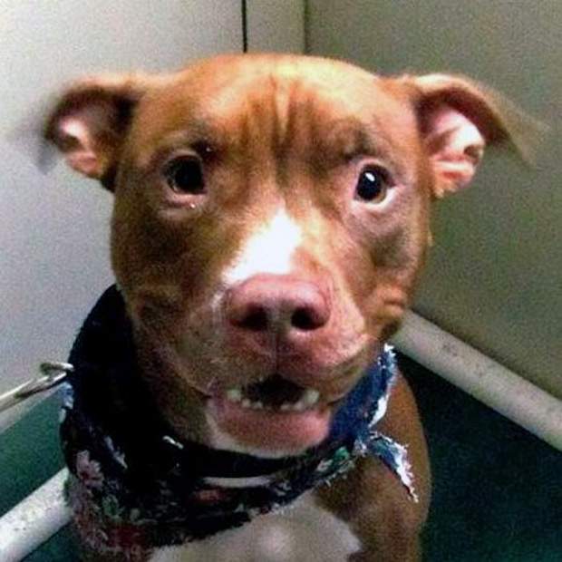 Montreal SPCA fears for stolen pitbulls - image