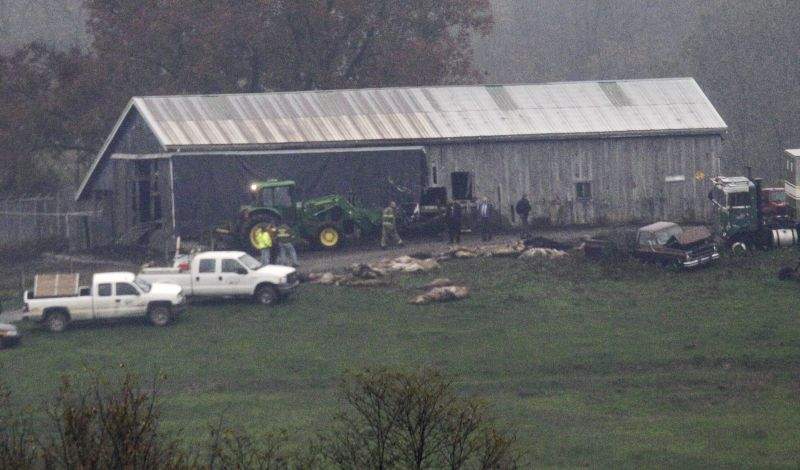 Big-game hunt: Lions and tigers shot to death in Ohio after owner frees them, kills himself - image