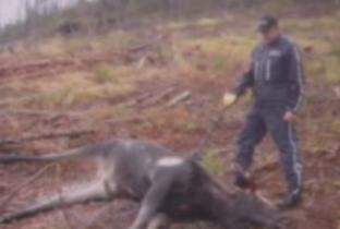 Moose shot out of season in the North Okanagan - image