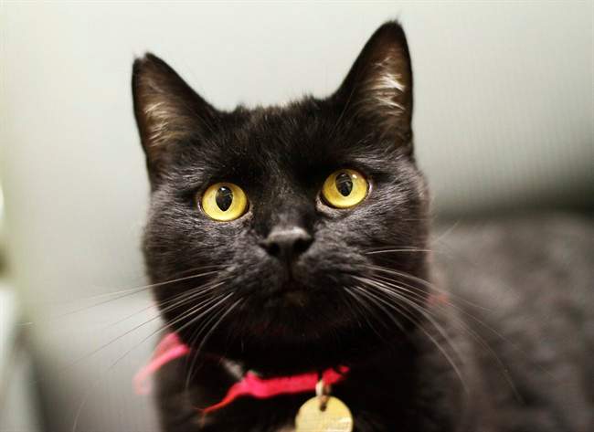 This Aug. 3, 2011 photo courtesy of Seth Casteel shows a black cat in Chicago. 