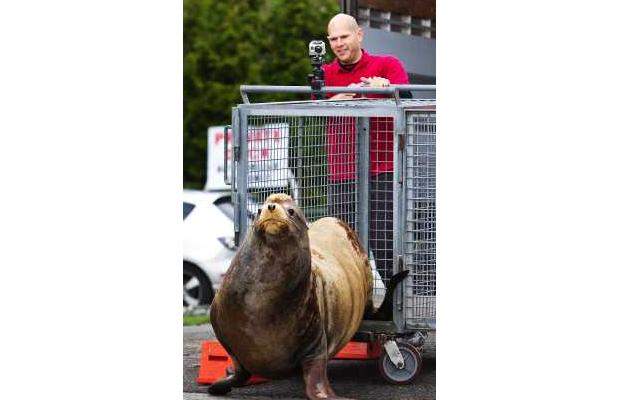 Rescued sea lion is gone in a Flash - image