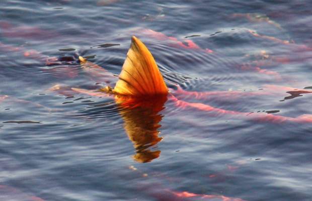 A sockeye salmon is pictured.