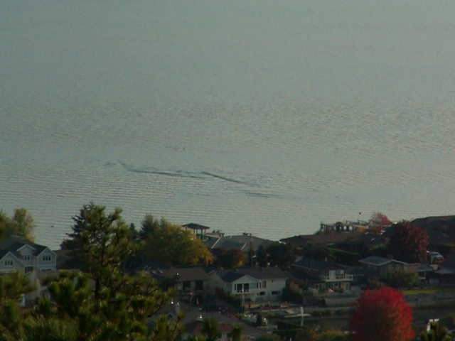 UPDATE: Possible Ogopogo video catches the eye of international media - image