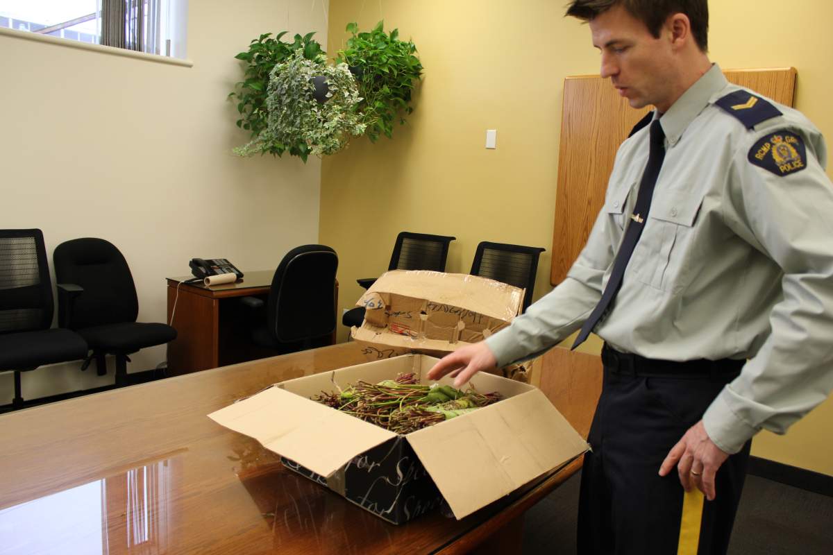 A khat seizure