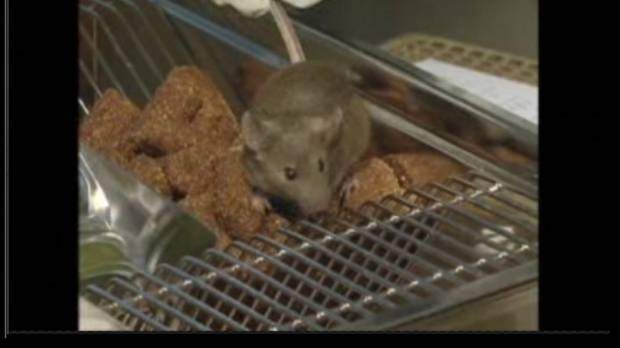 Hantavirus case confirmed in central Alberta - image