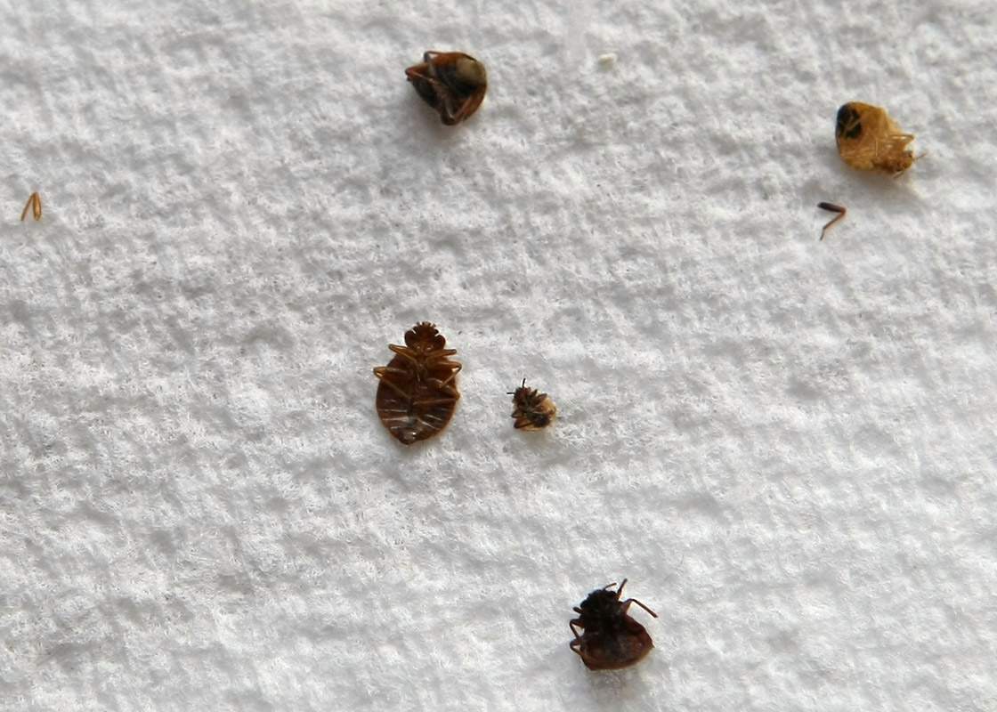 Dead bed bugs
