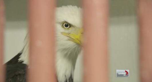 Rescued eagle returned into the wild - image