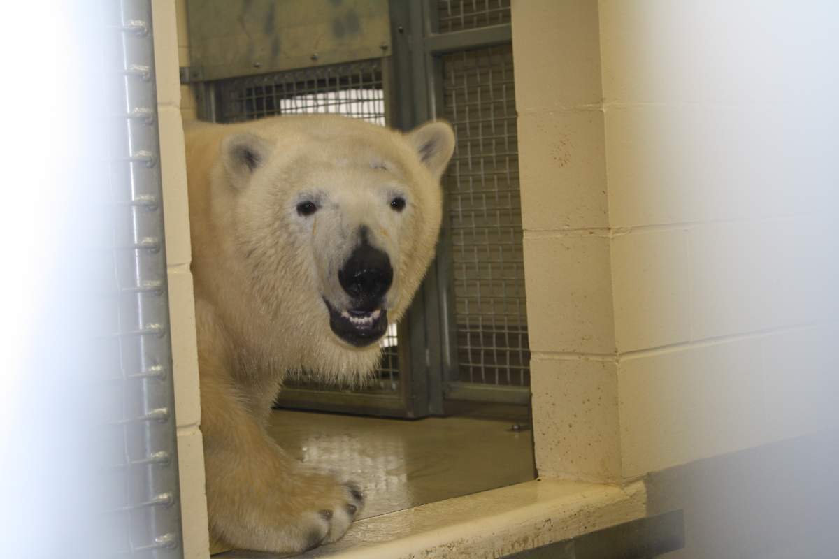 Hudson polar bear Winnipeg