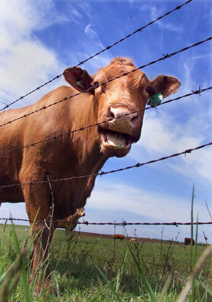 E. coli discovered at High River meat processing plant - image