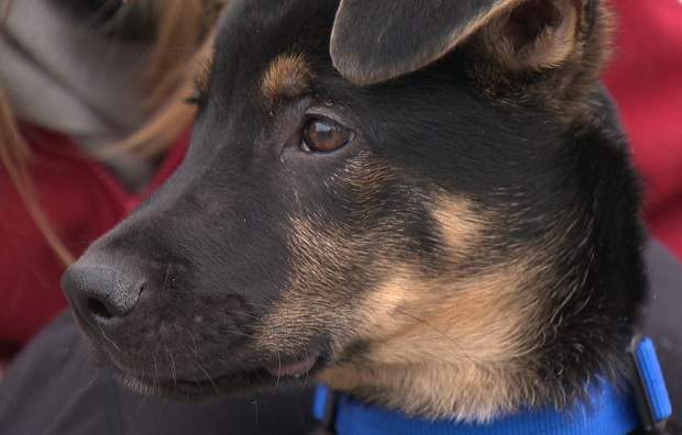 Every week, the Morning News will feature a pet that is waiting to be adopted - this week features the adorable Danny the Sheppard.  