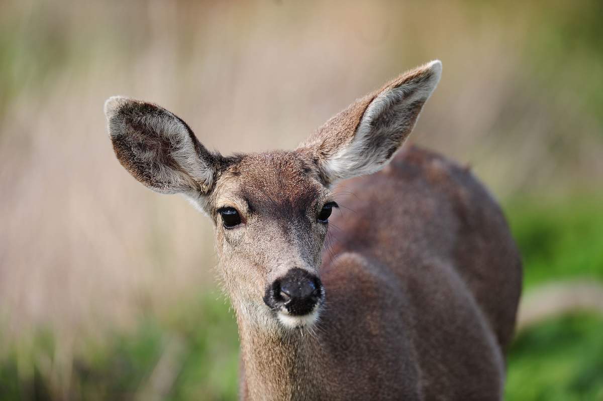 deer