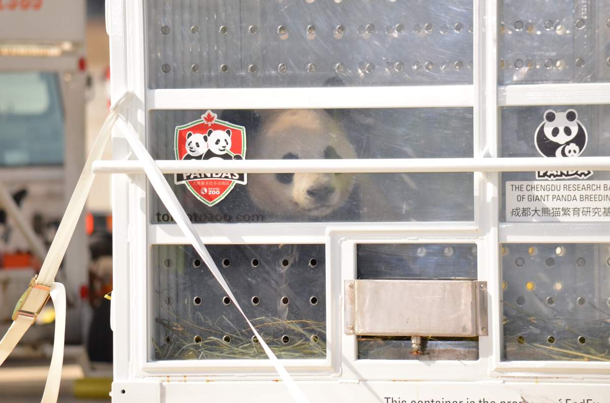 Fedex Pandas