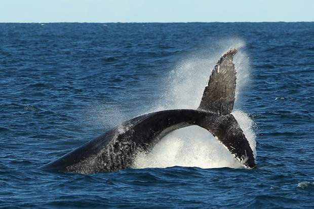 A fish farming company is reporting that a humpback whale was found dead this week.