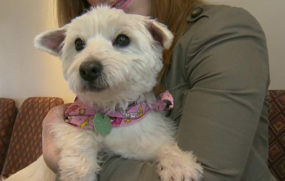 Juliette the Westie